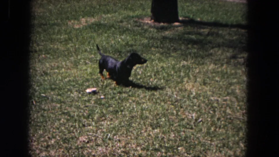 Small black dachshund on a sunlit Evanston lawn in 1964 home-movie footage, seen through dark film or window framing.