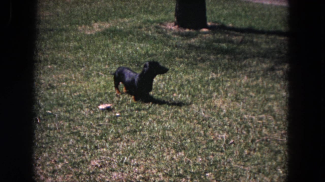 Small black dachshund on grass, framed by dark vertical edges.