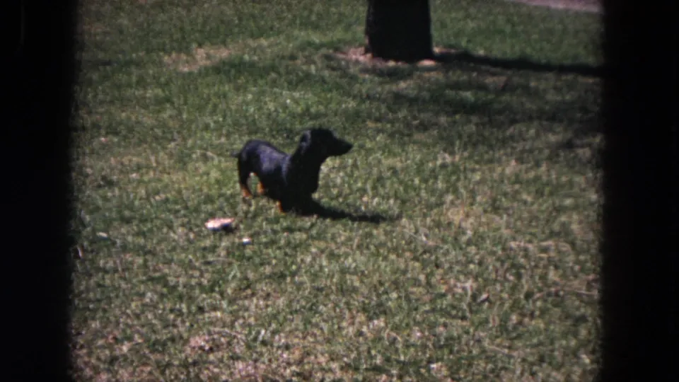 A small black dachshund stands on a residential lawn in Evanston, Illinois, with soft 8mm grain and dark edge framing.
