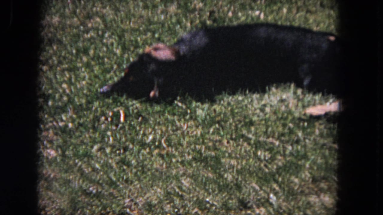 Small black-and-tan dog stretched low on green grass in bright sunlight.