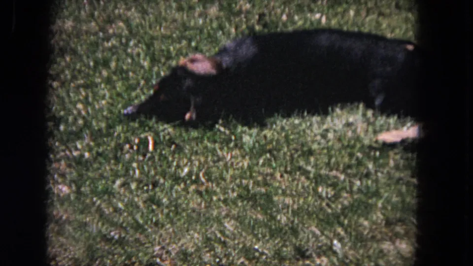 A small black-and-tan dachshund lies or rolls low in a sunlit grassy yard in 1964 Evanston home-movie footage.