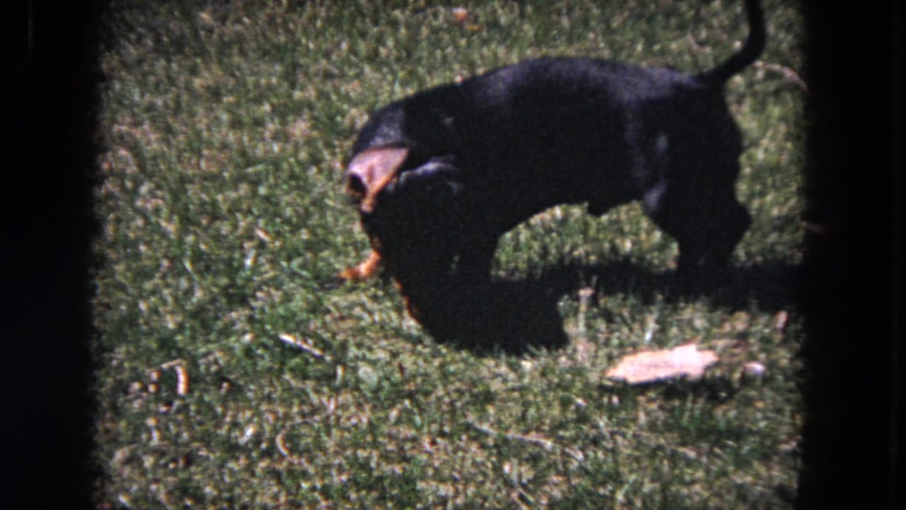 The dachshund stands on a sunlit lawn with its head down, appearing to sniff the grass in Evanston, Illinois footage from 1964.