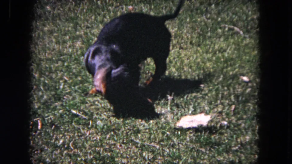 A black-and-tan dachshund turns toward the camera on a bright grassy yard in short 1964 Evanston home-movie footage.