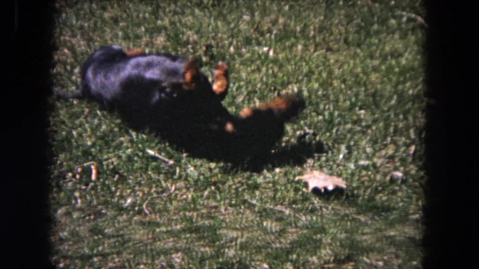 The dachshund rolls or twists on the green lawn, with bright sun and heavy 8mm grain visible in the 1964 Evanston clip.