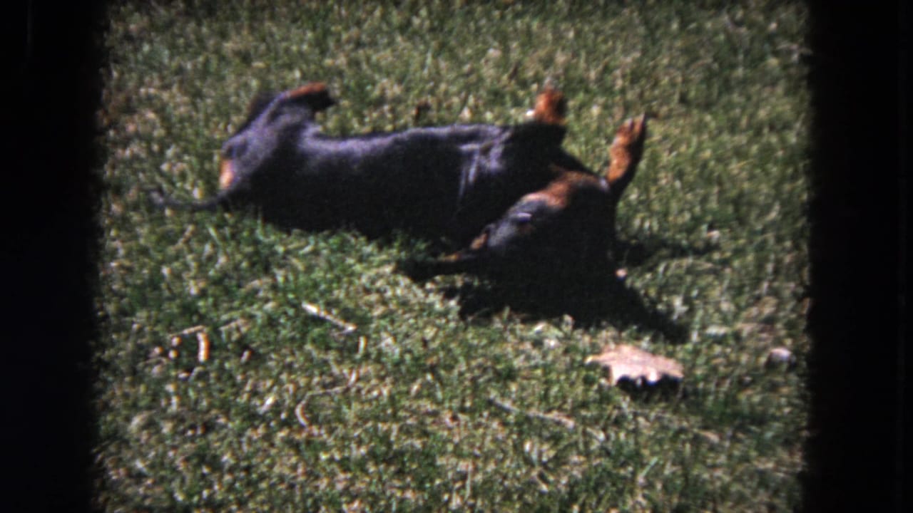 Black-and-tan dachshund rolling on a grassy lawn near a small chew toy.