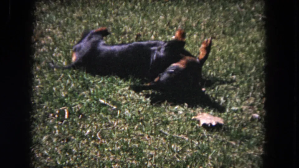 1964 Evanston 8mm frame showing a black-and-tan dachshund rolling on sunlit grass beside a small chew toy.