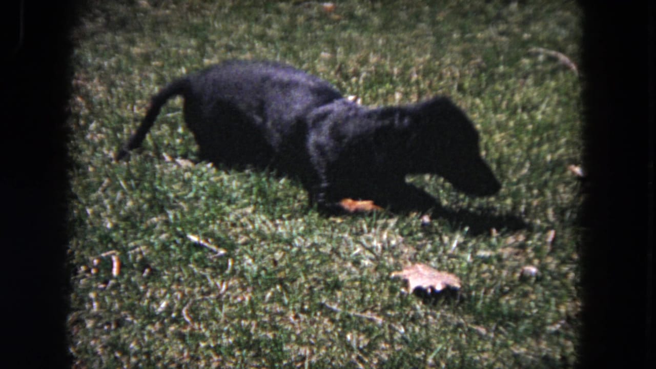 1964 Evanston home-movie frame of a dachshund standing low on a sunlit lawn with its head close to the grass.
