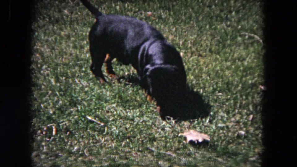 1964 Evanston 8mm frame showing the dachshund bending down on the grass with a small chew toy near the lower edge.