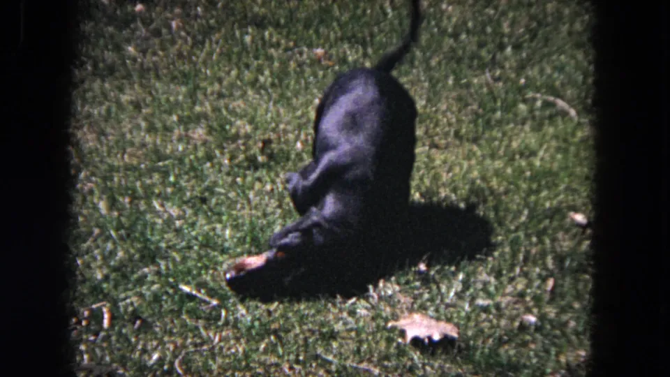 1964 Evanston home-movie frame of a black dachshund rolling on its back on a sunlit grassy lawn.