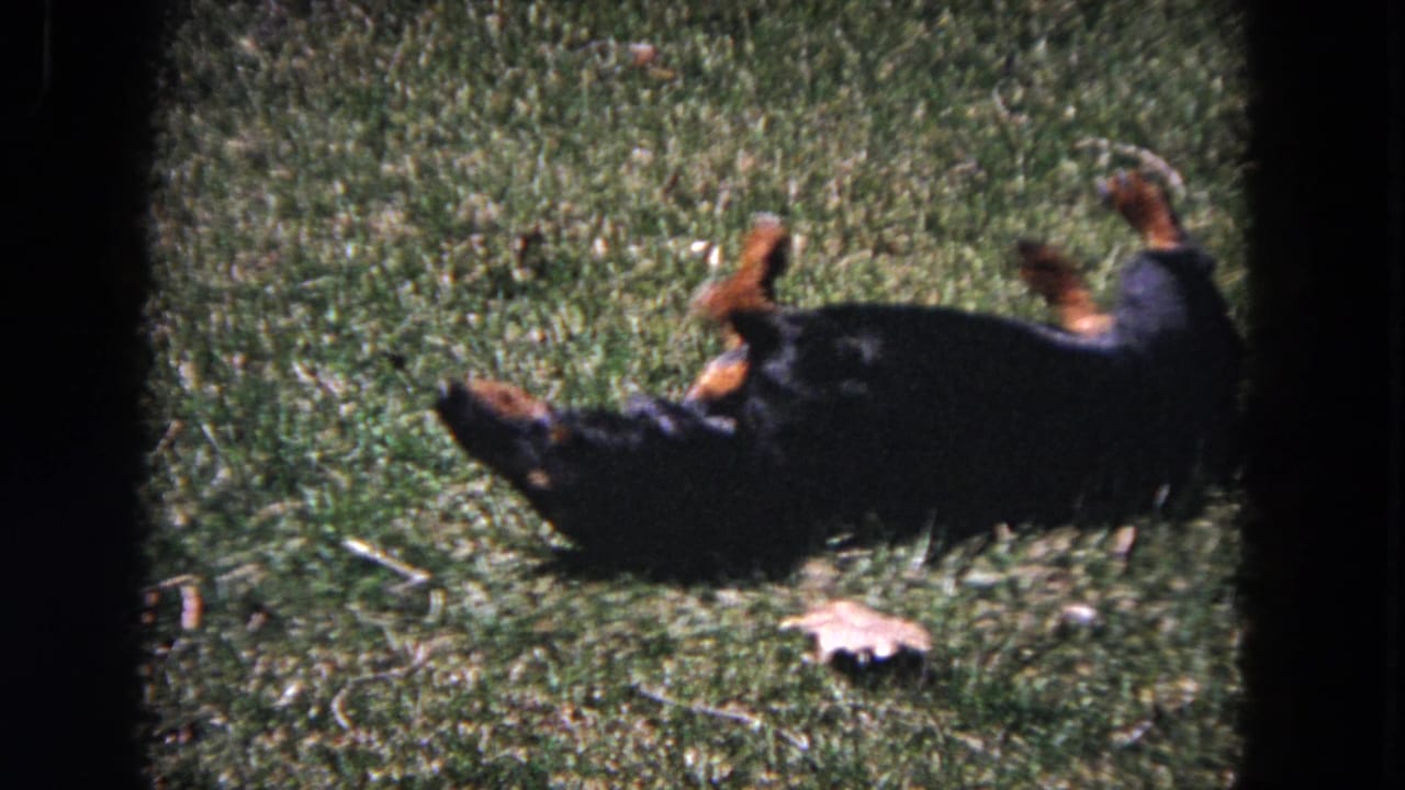Black-and-tan dachshund lying on its back in sunlit grass.