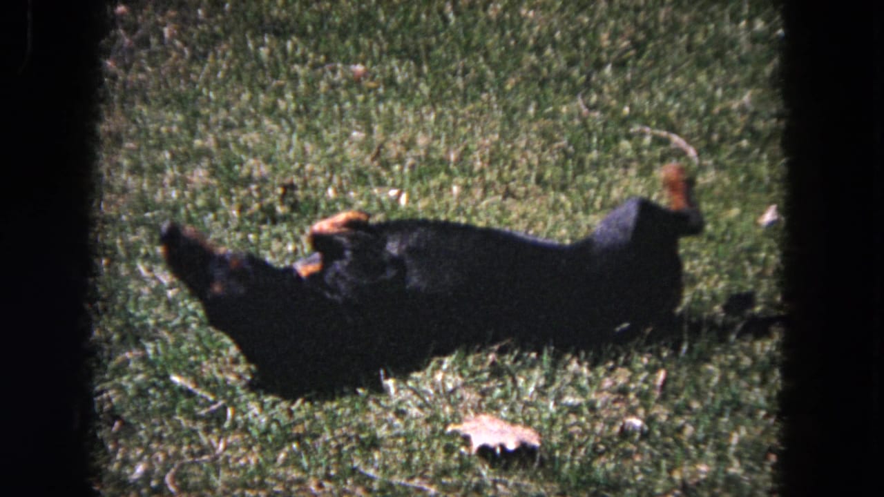 Dachshund partly upside down while rolling across the grass.