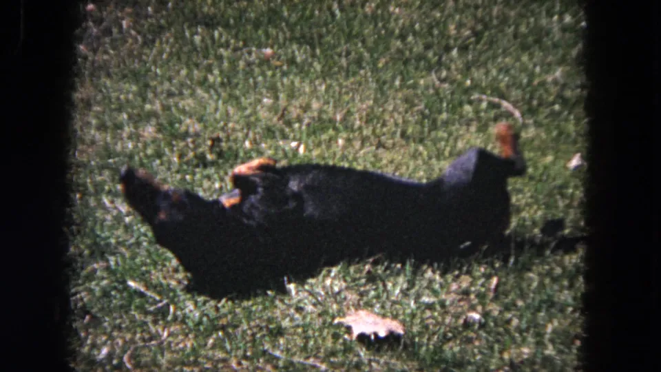 The dachshund continues rolling on a grassy lawn, seen in warm 1964 8mm home-movie color.