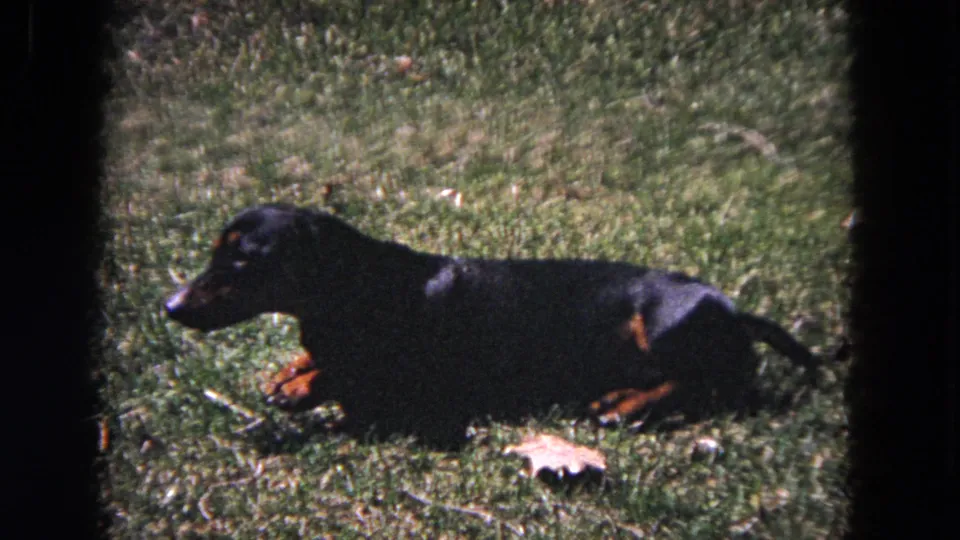 A black-and-tan dachshund lies low in the lawn after rolling in Evanston, Illinois home-movie footage from 1964.