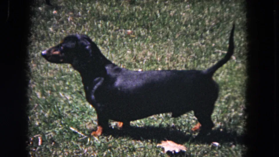 The dachshund stands in profile on the sunlit lawn, tail raised, in 1964 Evanston 8mm footage.