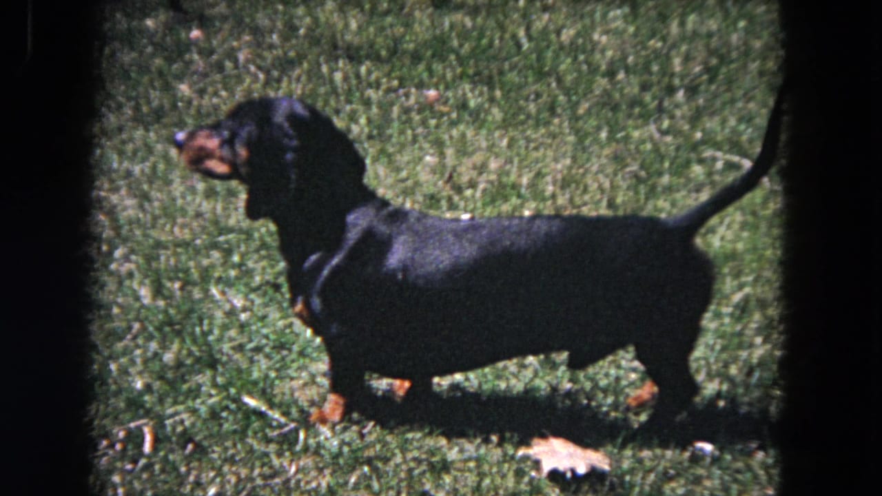 Black-and-tan dachshund standing in grass in bright sunlight.
