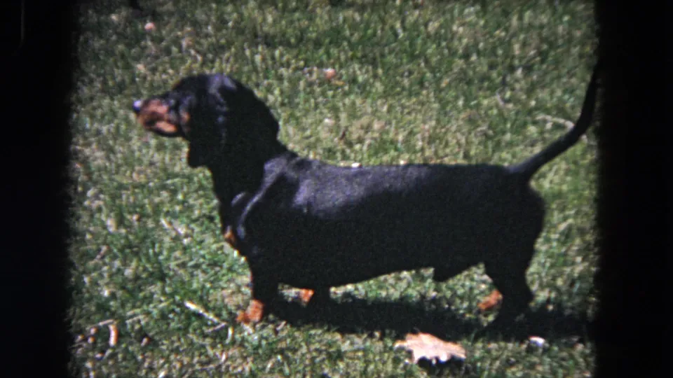 In 1964 Evanston home-movie footage, a black-and-tan dachshund stands alert on a grassy lawn.