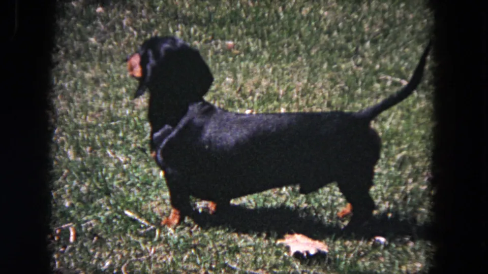 The dachshund remains on the lawn, turned slightly as if watching something out of frame in the Evanston yard.