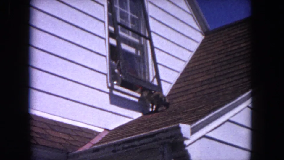 A small gray cat appears on the shingled roof beside white siding and an open window in the residential exterior.