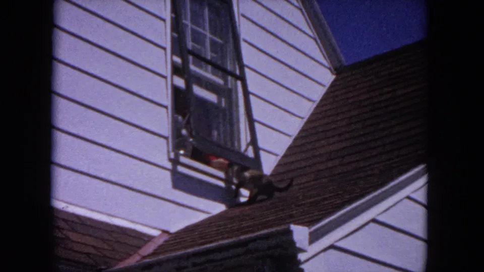The cat moves along the roof edge near the open window, with white siding and roof shingles visible in the frame.