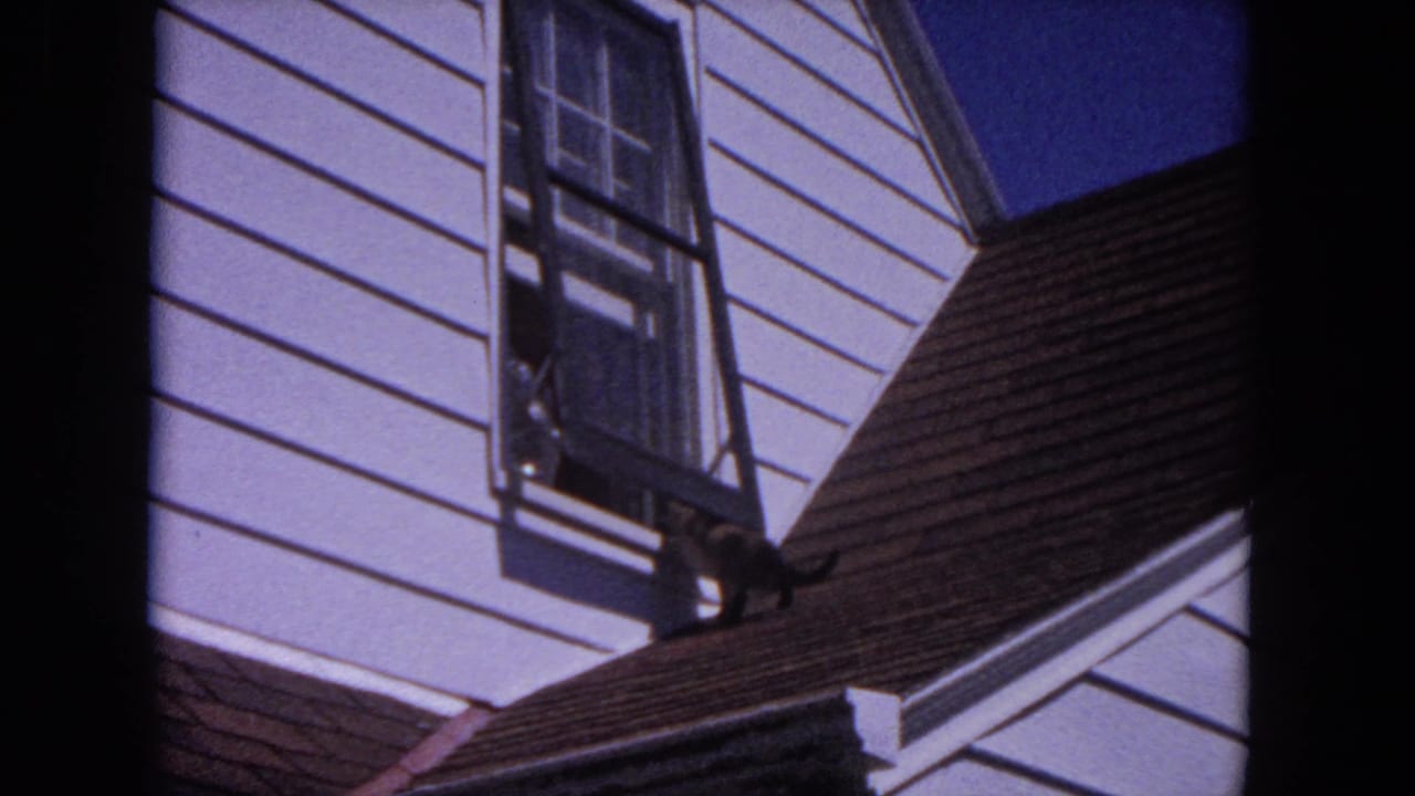 Cat walking along a sloped shingle roof below an open window on a white-sided house.