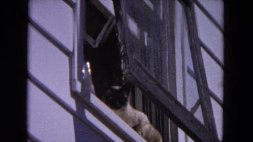 The cat descends near a darker open window area, with siding, roof trim, and shadowed exterior details visible.
