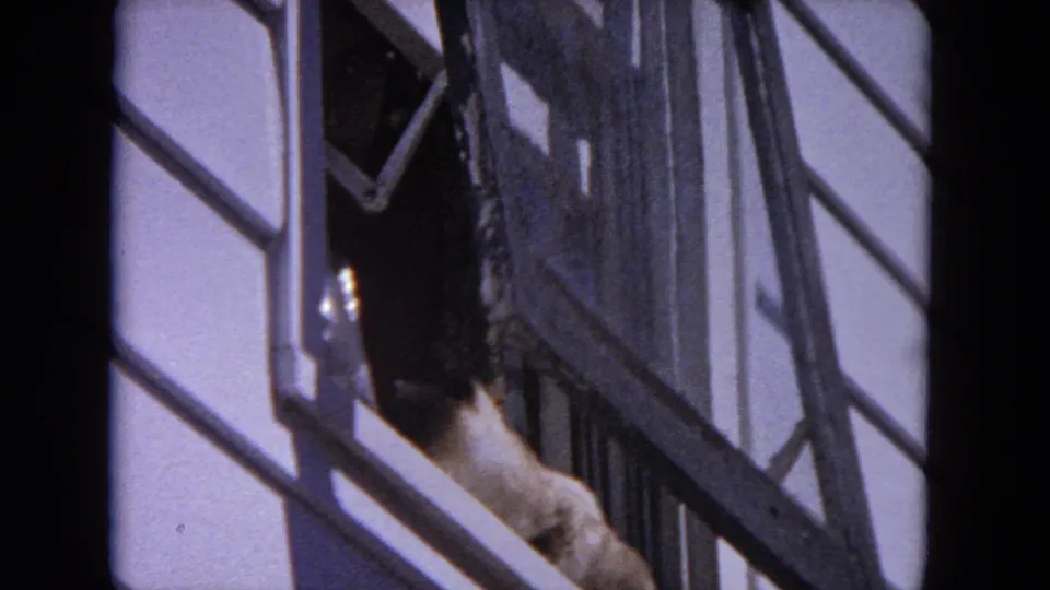 The final frame shows the cat lower on the house exterior near an open window, still framed by roof trim and white siding.
