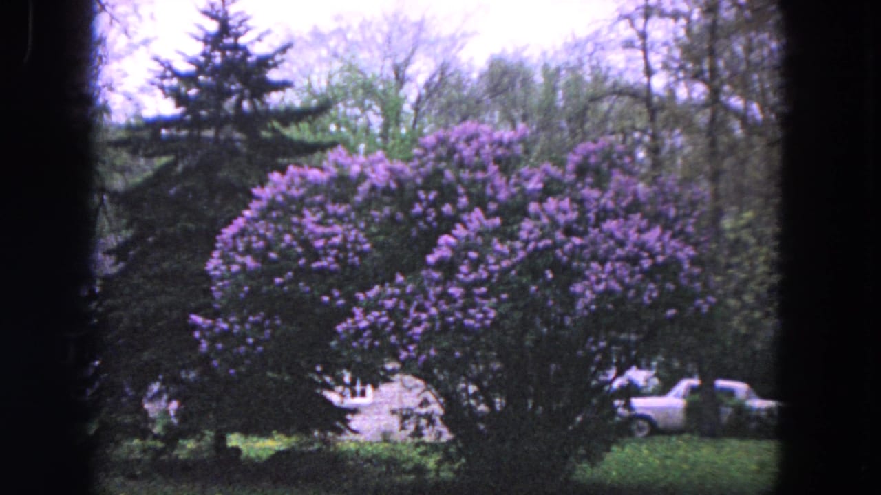 1964 Evanston 8mm frame of a tall purple-flowering shrub, lawn, trees, and a white car partly visible in the background.