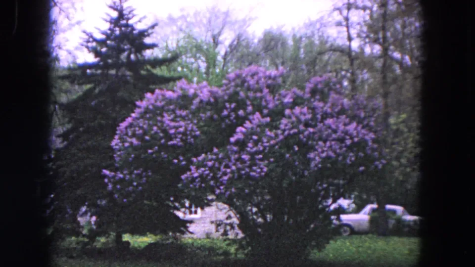 1964 Evanston 8mm frame of a tall purple-flowering shrub, lawn, trees, and a white car partly visible in the background.