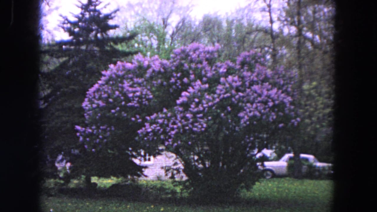 1964 Evanston home-movie frame showing a purple-flowering yard shrub with evergreens, bare branches, and a white car beyond it.