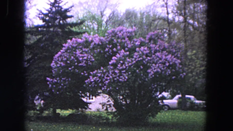 1964 Evanston home-movie frame showing a purple-flowering yard shrub with evergreens, bare branches, and a white car beyond it.