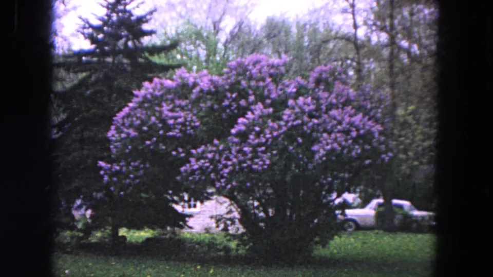1964 Evanston 8mm frame with the flowering shrub filling more of the view, backed by lawn, trees, and a white parked car.