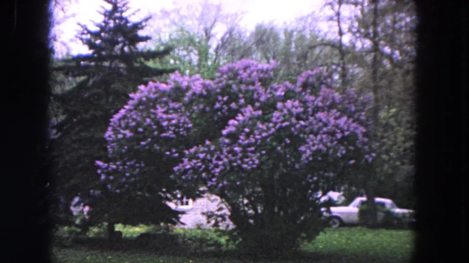 Final 1964 Evanston frame holding on the tall blooming shrub, with suburban lawn, trees, and a white car partly seen beyond.