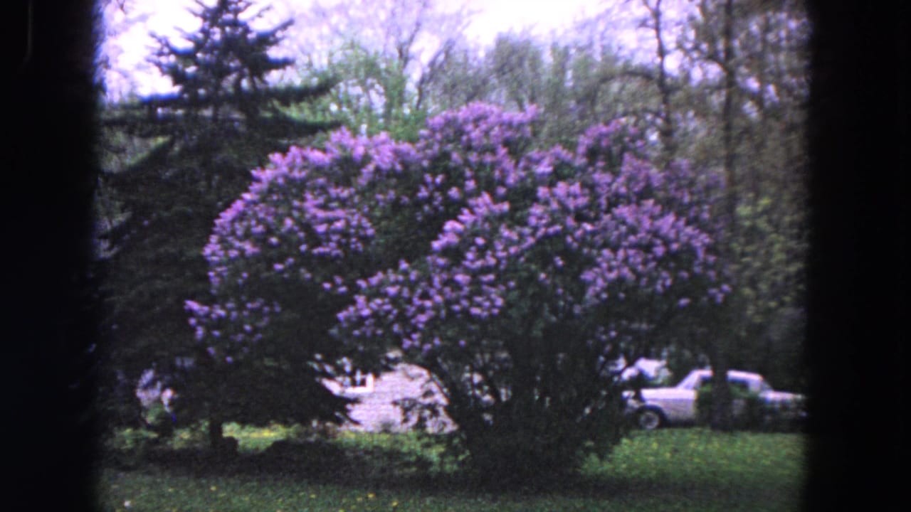 Purple lilac bushes beside a quiet residential street with a light-colored parked car.