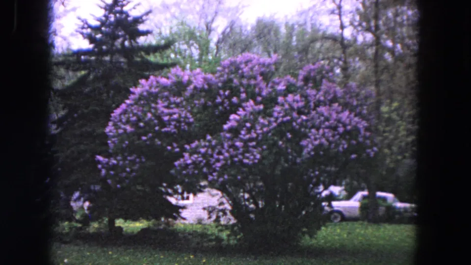 1964 Evanston home-movie frame showing blooming purple lilacs, a parked light-colored car, lawn, trees, and a residential street.