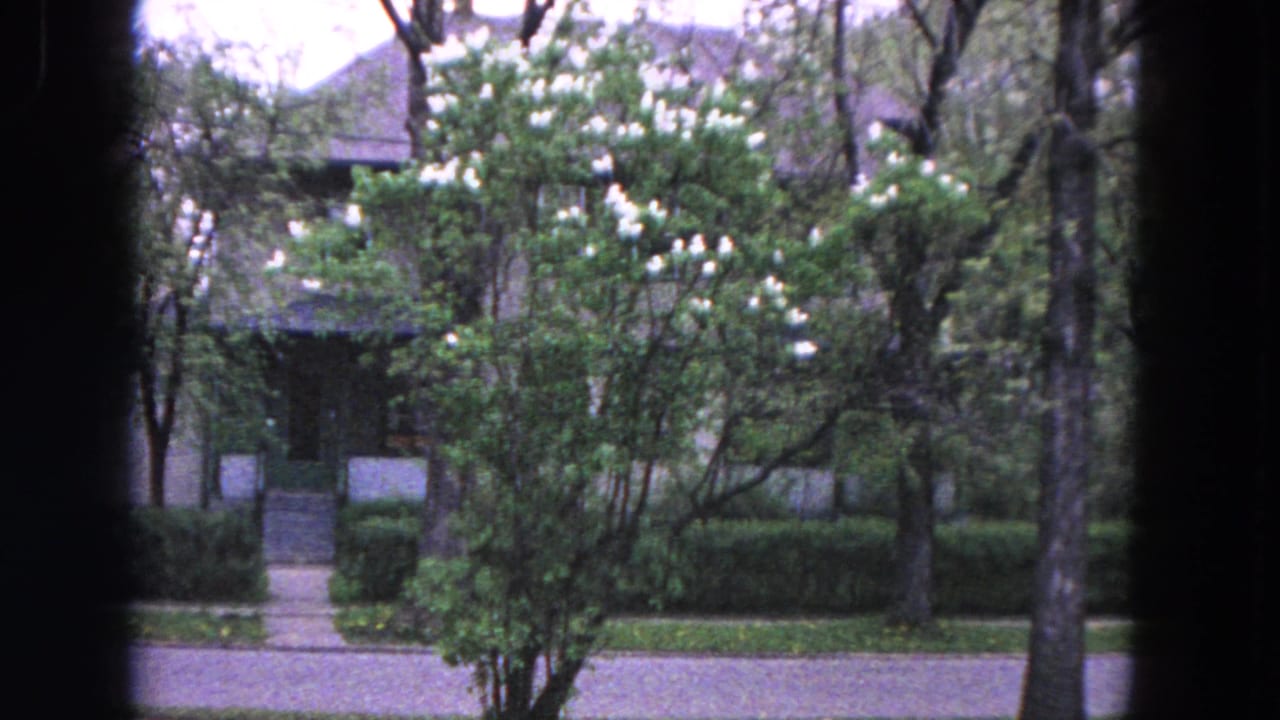 1964 Evanston home-movie view of a white-flowering tree in front of a house, with sidewalk, lawn, trees, and street visible.