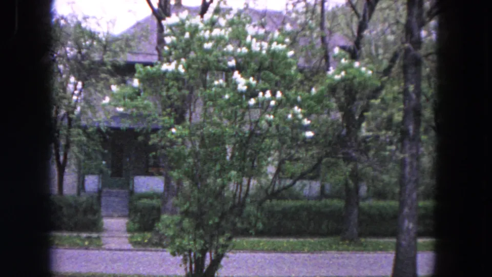 1964 Evanston home-movie view of a white-flowering tree in front of a house, with sidewalk, lawn, trees, and street visible.