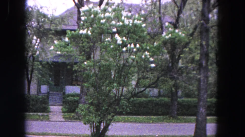 1964 Evanston residential exterior with a white-flowering tree, front steps, lawn, sidewalk, and street seen from a shaded frame.