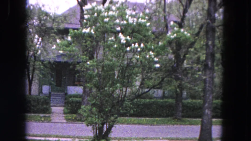 1964 Evanston home-movie frame showing a white-flowering tree, house facade, trimmed lawn, sidewalk, and quiet residential street.