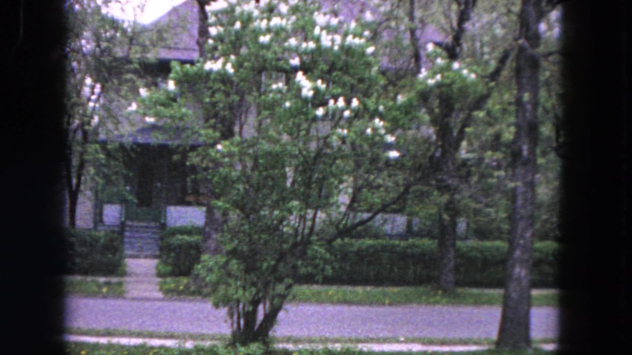 Tree-lined residential street with hedges, sidewalk, and dark 8mm frame edge.