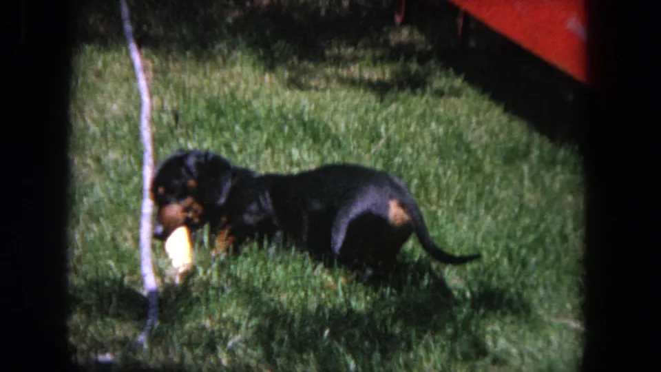 1964 Evanston home-movie frame showing a dachshund lying in a grassy yard while holding a light-colored chew toy.