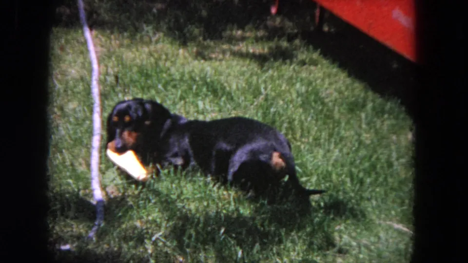 1964 Evanston yard frame with a black-and-tan dachshund lying in grass, holding a pale toy near a slender tree trunk.