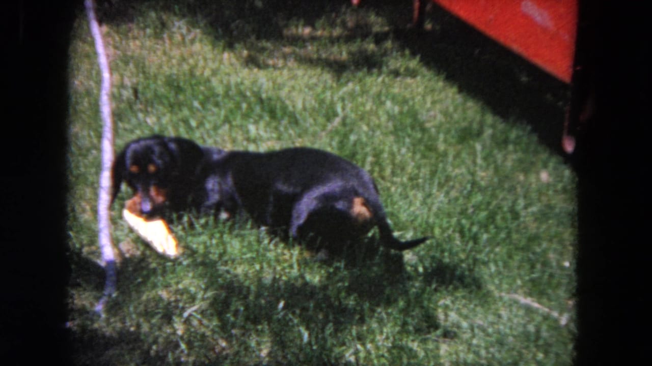 Black and tan dachshund lying in grass with a yellow toy near a small tree.