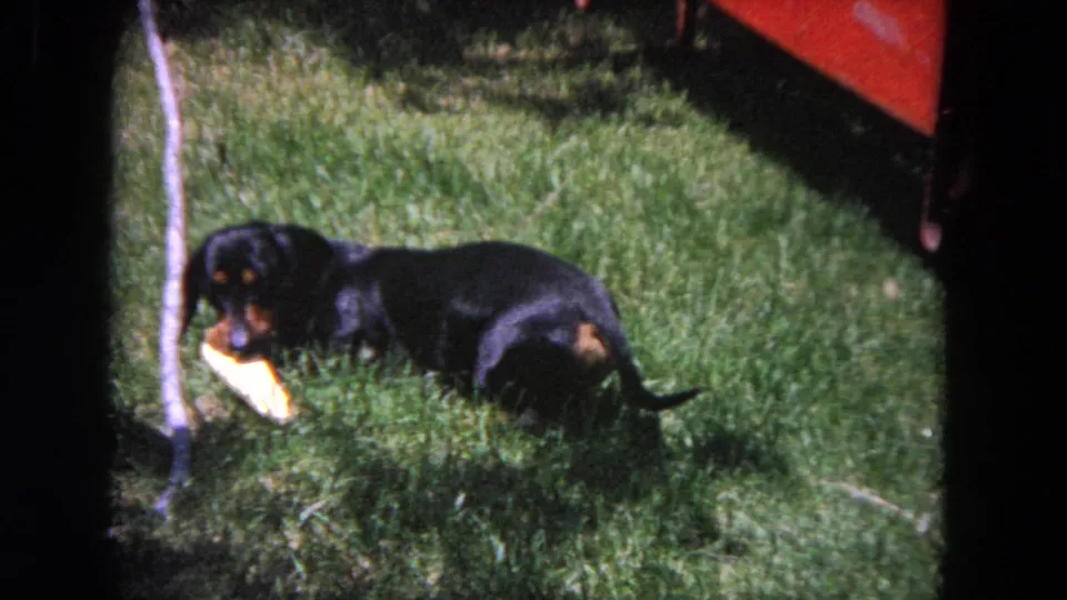 A black and tan dachshund lies in an Evanston yard in 1964, chewing or holding a yellow toy in the grass.