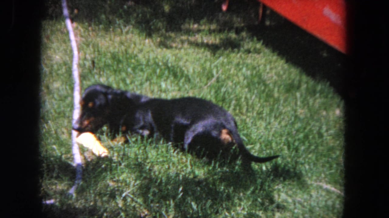 Dachshund stretched on the lawn beside a yellow toy and thin tree trunk.