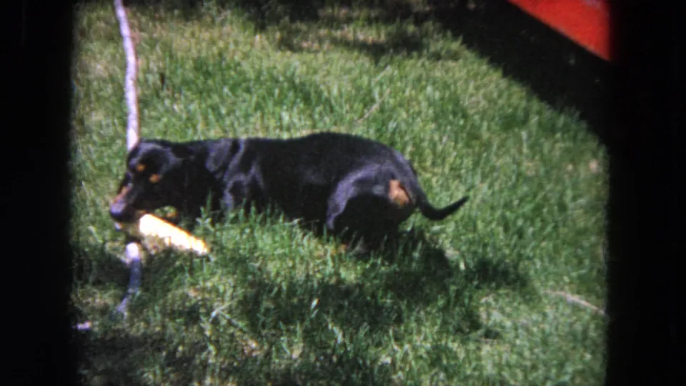 A close home-movie view shows the dachshund in the grassy yard, its yellow toy visible near a slender tree trunk.