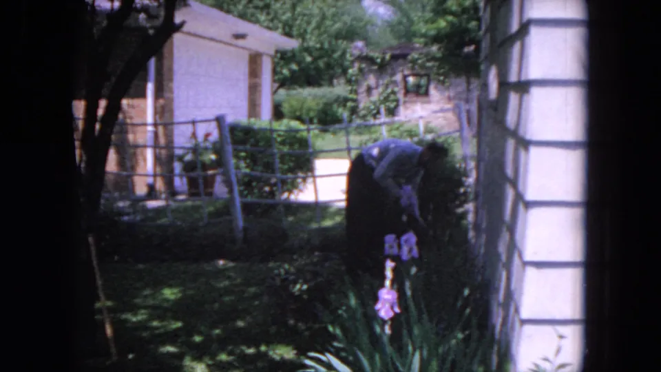 1964 Evanston backyard gardening frame with a person leaning over flowers beside a house and shaded shrubs.