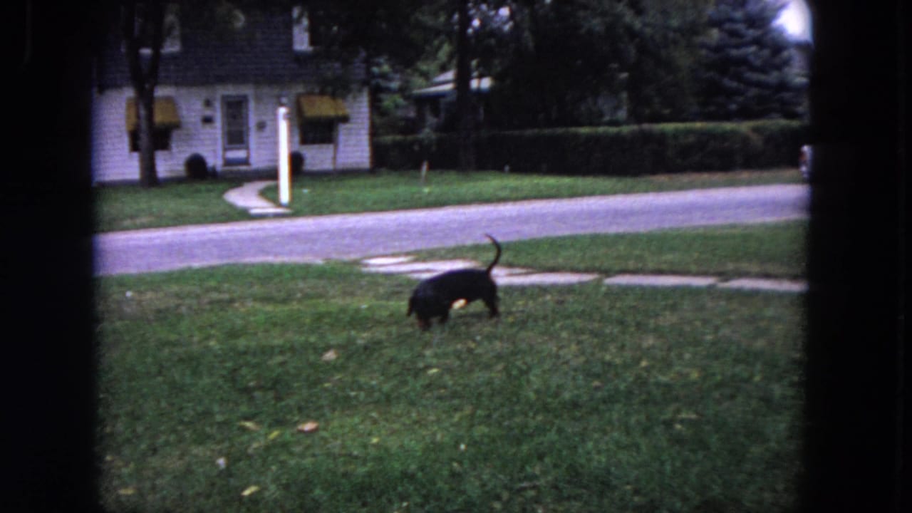 A small black dachshund sniffs the green front lawn in 1964 Evanston, Illinois, with a white house, sidewalk, and residential street behind it.