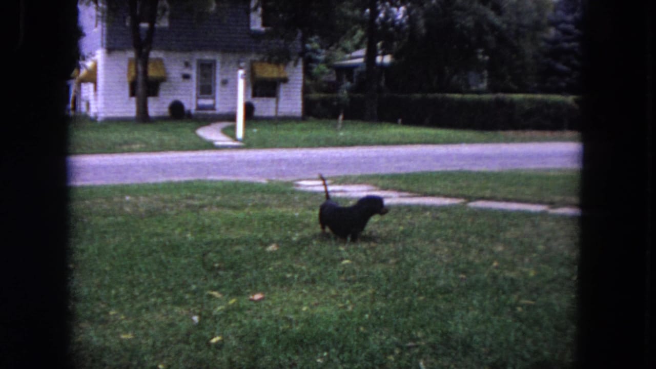Dachshund standing on a grassy yard with its tail raised near a street.