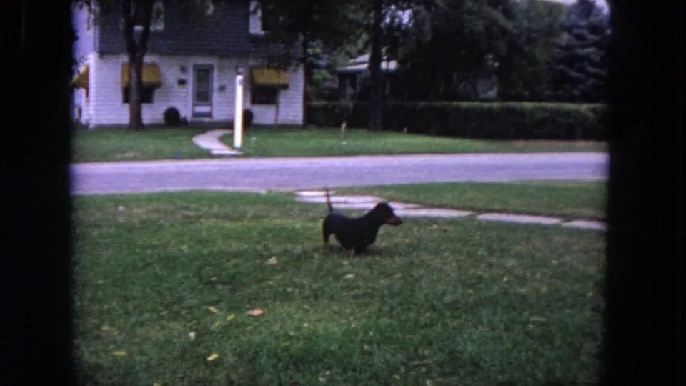A small dachshund walks across the front lawn in the 1964 Evanston home-movie scene, framed by sidewalk, street, and a white residential house.