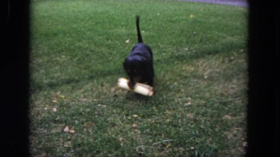The dachshund carries a light-colored object through the grass in the Evanston yard, captured in a close, soft 8mm home-movie frame.